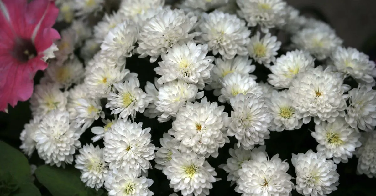 découvrez des fleurs de cimetière résistantes au froid et faciles d’entretien, idéales pour honorer vos proches toute l’année.