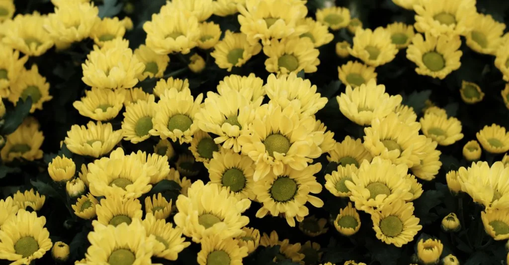 découvrez des fleurs de cimetière résistantes au froid et faciles d’entretien pour honorer vos proches avec une floraison durable en toute saison.
