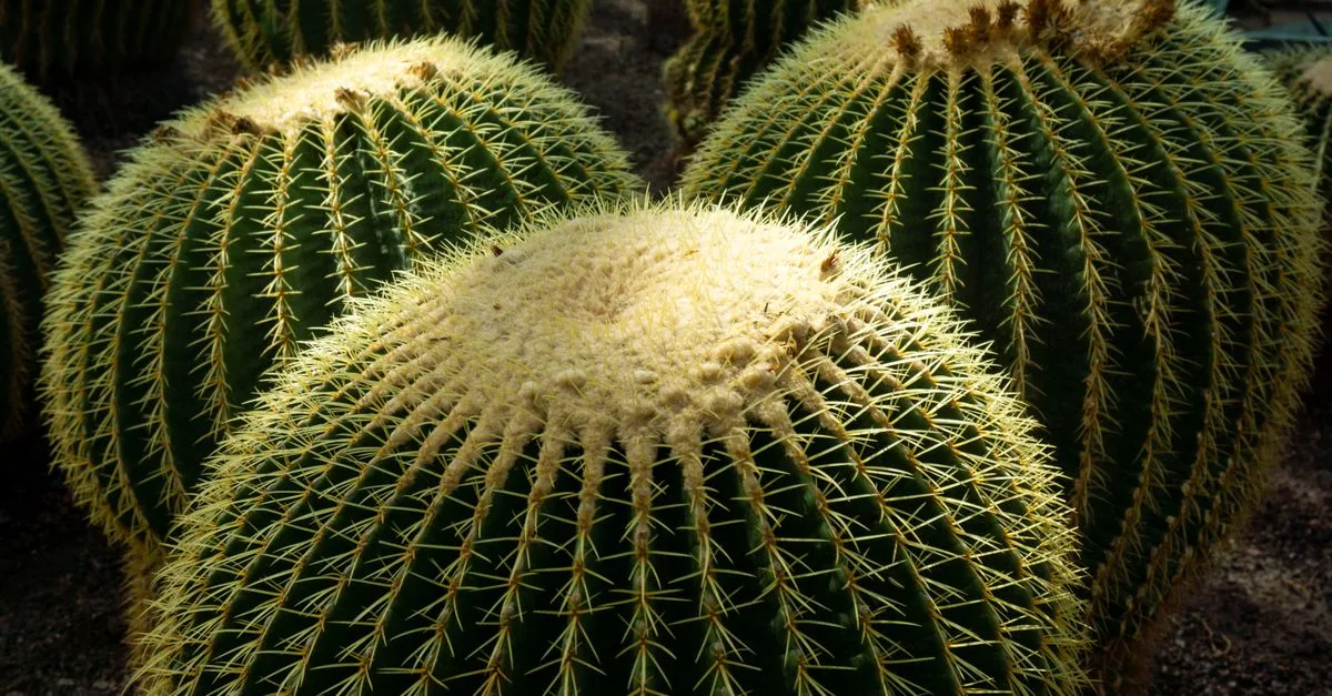 découvrez des fleurs résistantes à la sécheresse pour créer un jardin coloré et facile d’entretien, même avec peu d’arrosage.