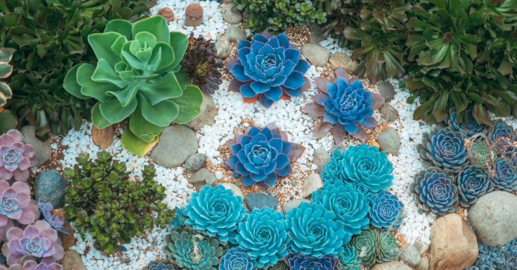 découvrez des fleurs résistantes à la sécheresse pour créer un jardin coloré, facile à entretenir et économe en eau.