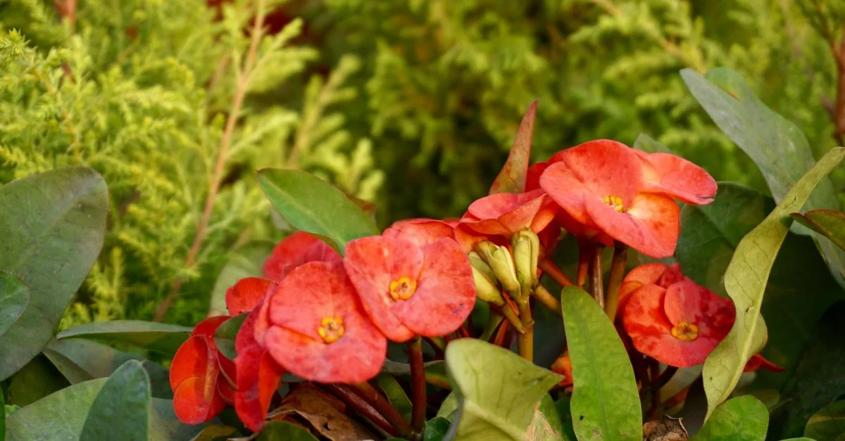 découvrez un univers de fleurs aux couleurs éclatantes, parfaites pour offrir, décorer votre intérieur ou célébrer chaque moment spécial.