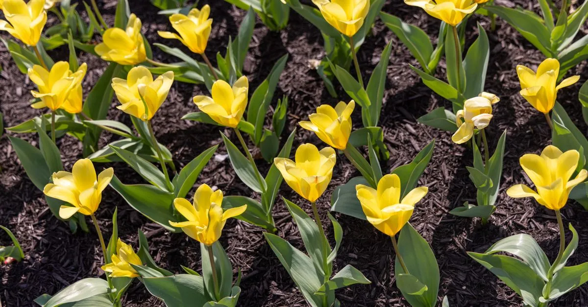 découvrez quelles fleurs planter en octobre pour profiter d’un jardin coloré et de belles floraisons dès le printemps.