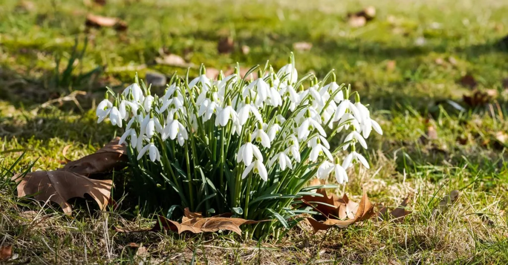découvrez quelles fleurs planter en octobre pour profiter d’une magnifique floraison printanière : variétés à choisir et conseils de plantation.