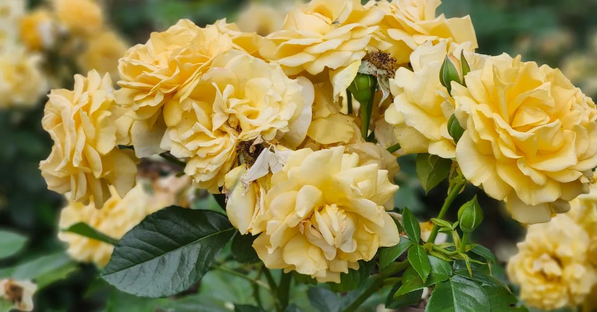 découvrez quelles fleurs associer aux rosiers pour prolonger la floraison et profiter d’un massif coloré et harmonieux plus longtemps.