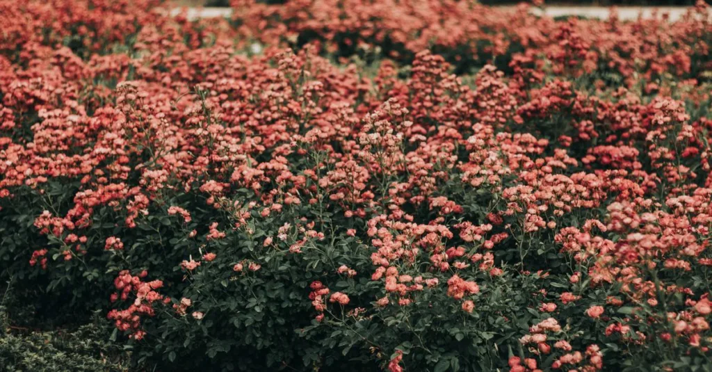 découvrez quelles fleurs planter avec les roses pour créer un jardin harmonieux et prolonger les floraisons tout au long de la saison.