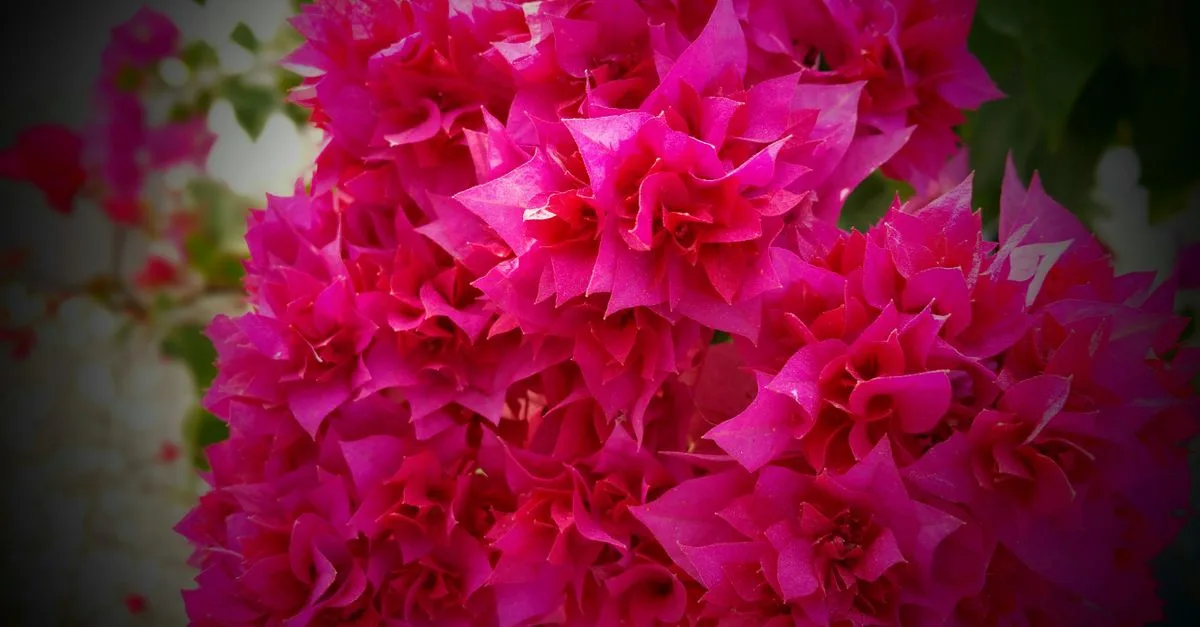découvrez les meilleures fleurs résistantes à la chaleur pour embellir votre balcon tout l’été, même sous un soleil intense.