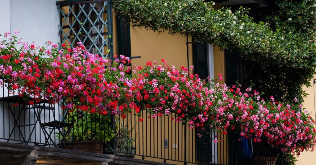 découvrez des fleurs de balcon résistantes à la chaleur, idéales pour apporter couleur et beauté à vos jardinières tout l’été, même en plein soleil.