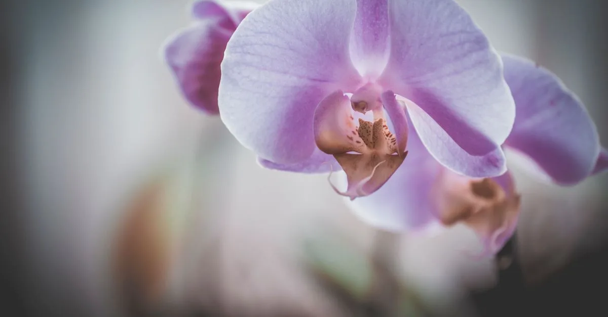 découvrez comment faire refleurir une orchidée grâce aux bons gestes : lumière adaptée, arrosage maîtrisé et entretien après la floraison.