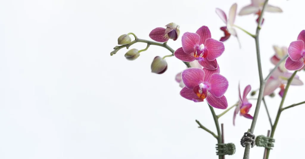 découvrez comment faire refleurir une orchidée grâce à des conseils simples sur la lumière, l’arrosage, la taille et les soins après floraison.