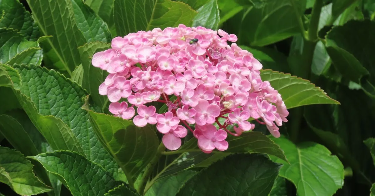 vos hortensias ne fleurissent pas ? découvrez les causes possibles — taille, lumière, gel ou engrais — et les solutions pour favoriser leur floraison.