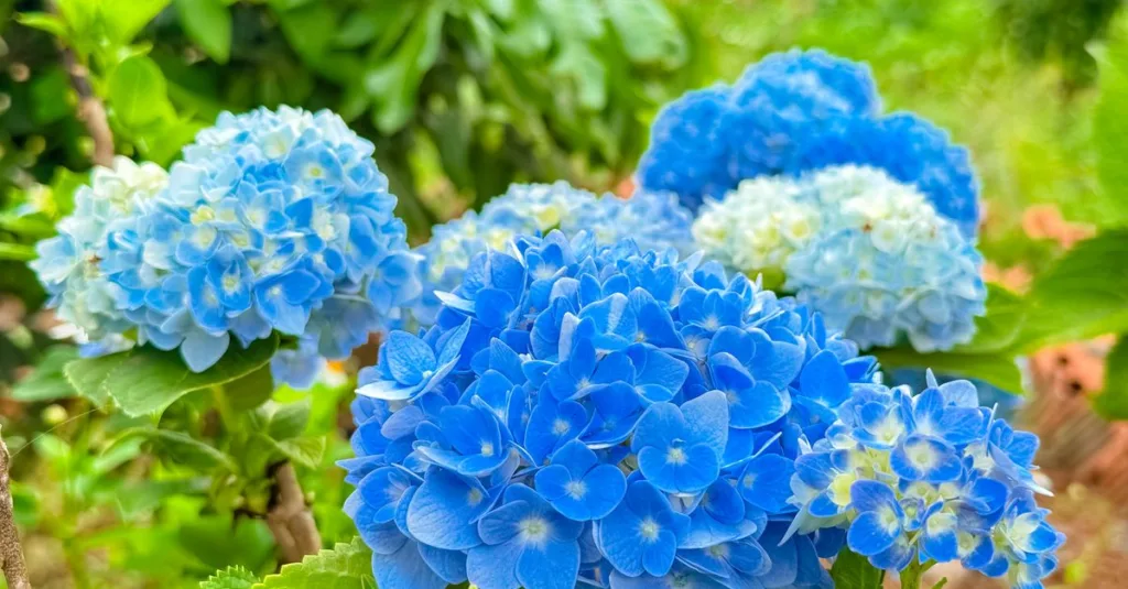 vos hortensias ne fleurissent pas ? découvrez les causes possibles et les bons gestes pour favoriser une floraison abondante.