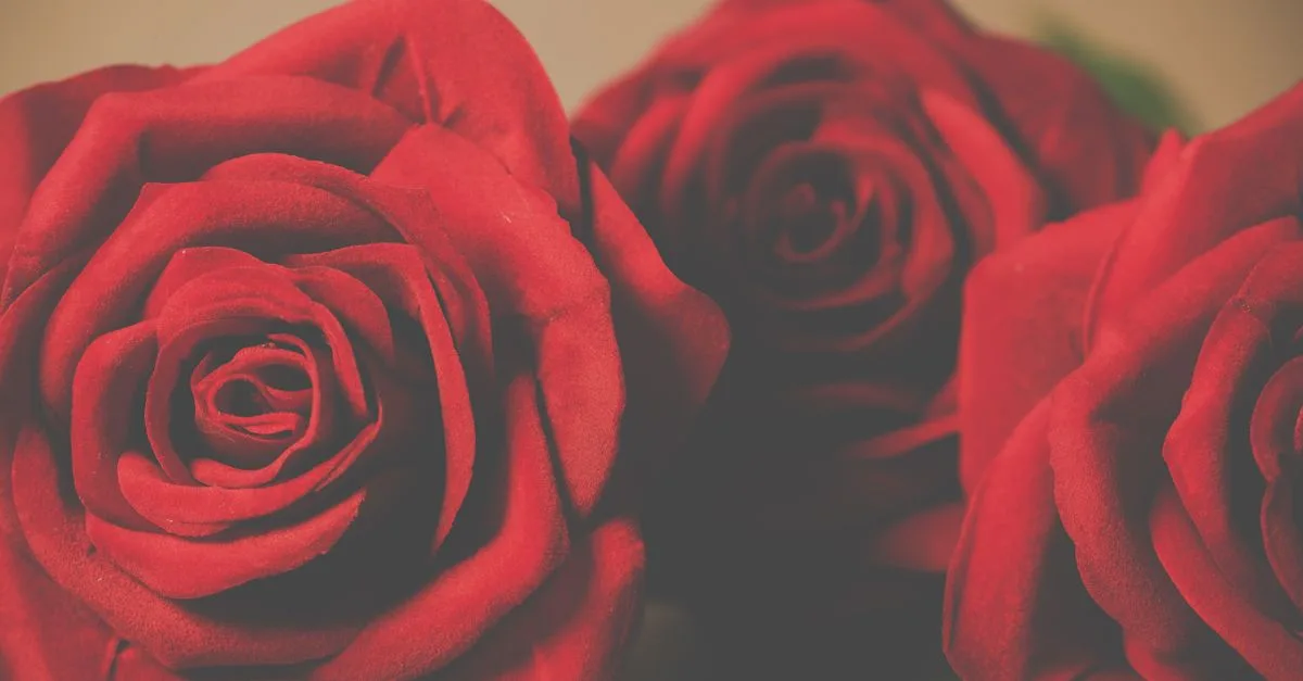découvrez la signification du nombre de roses offert et choisissez le bouquet idéal pour exprimer vos sentiments en toute occasion.