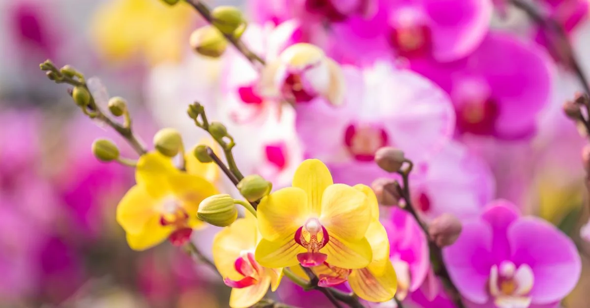 découvrez pourquoi les feuilles de votre orchidée jaunissent et comment y remédier grâce à des conseils sur l’arrosage, la lumière et l’entretien.