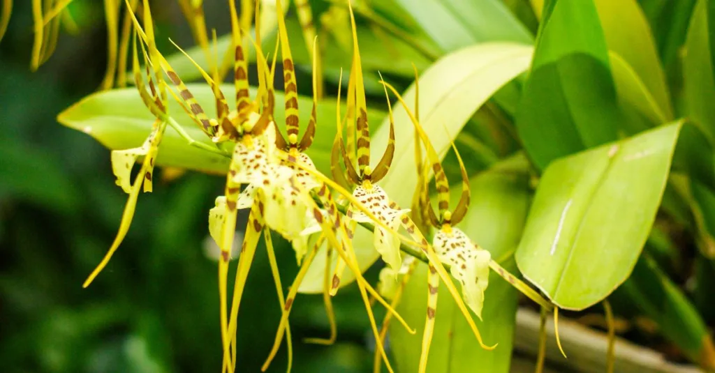 découvrez pourquoi les feuilles de votre orchidée jaunissent et comment identifier la cause pour lui redonner santé et vitalité.