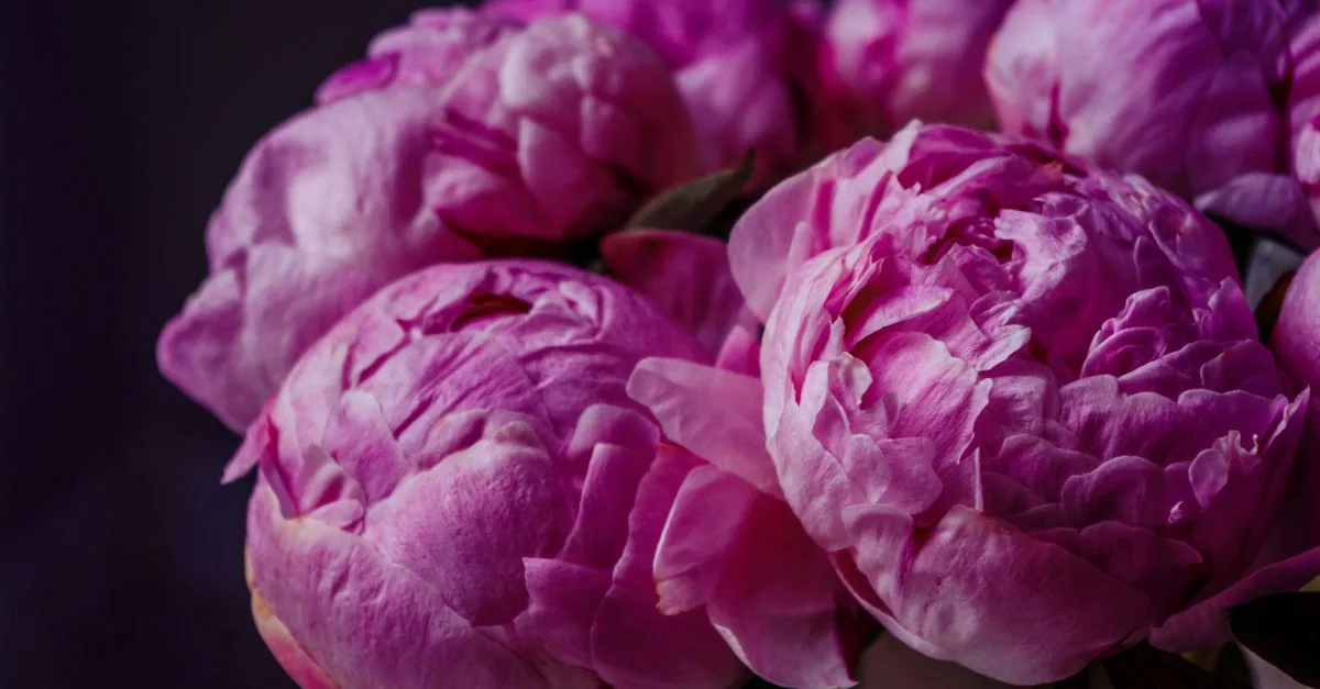 vos pivoines ne fleurissent pas ? découvrez les causes les plus fréquentes et les solutions pour favoriser une floraison abondante.