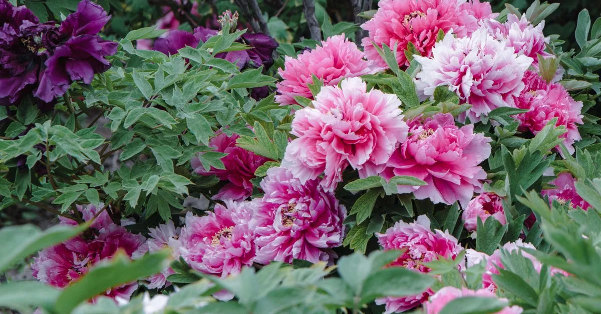 découvrez des fleurs vivaces qui embellissent votre jardin du printemps à l’automne, avec des floraisons colorées et durables.