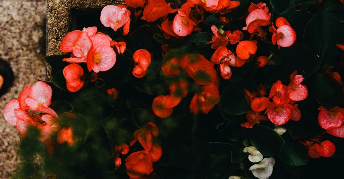 découvrez les plus belles fleurs qui poussent à l’ombre et apportez couleur et charme aux coins peu ensoleillés de votre jardin.