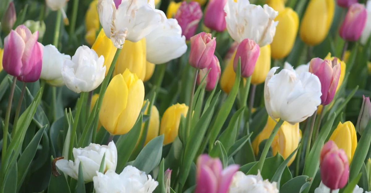 découvrez les bulbes à floraison printanière et choisissez les variétés idéales pour un jardin coloré dès les premiers beaux jours.