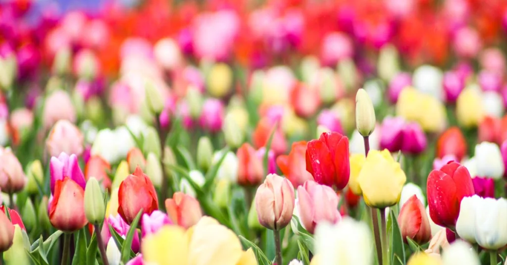 découvrez les bulbes à floraison printanière et choisissez les variétés idéales pour apporter couleurs et fraîcheur à votre jardin.