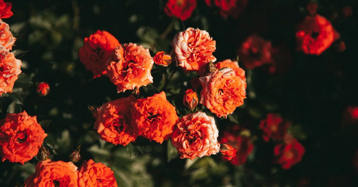découvrez quand supprimer les fleurs fanées des rosiers et comment les tailler au bon moment pour favoriser une floraison abondante et prolongée.