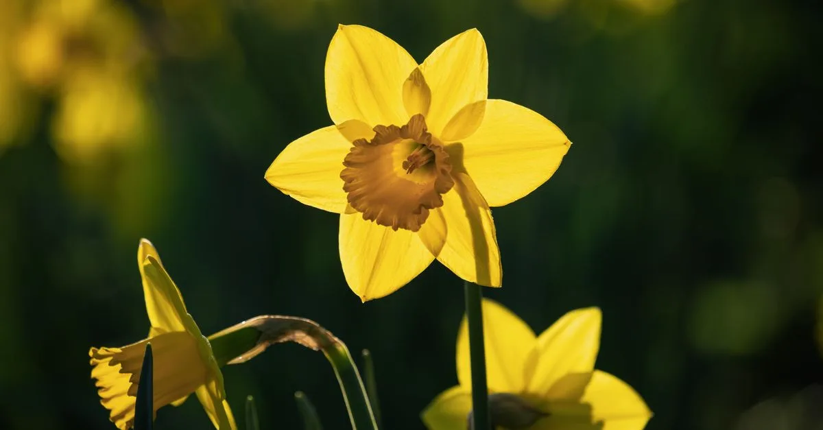 découvrez le daffodil, une fleur lumineuse aux pétales jaunes qui annonce le printemps et apporte une touche de fraîcheur au jardin.