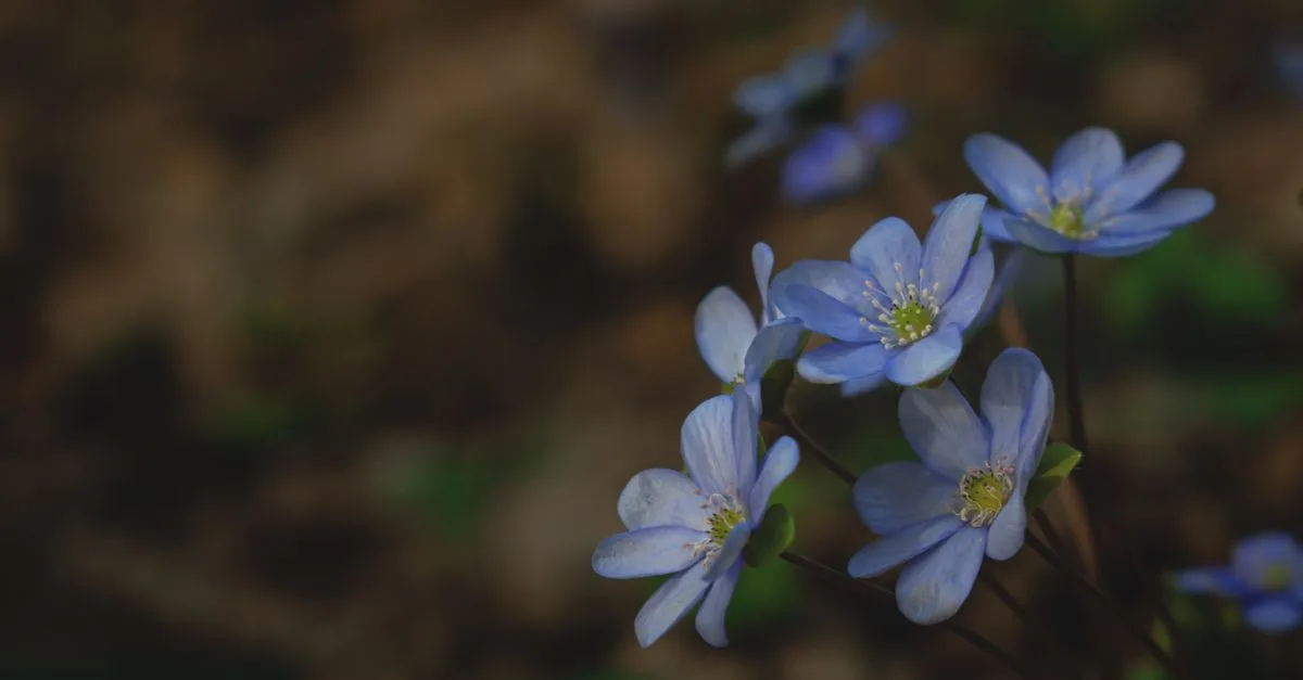 découvrez des fleurs adaptées aux zones ombragées et sèches : des variétés résistantes pour embellir votre jardin avec peu d’arrosage.