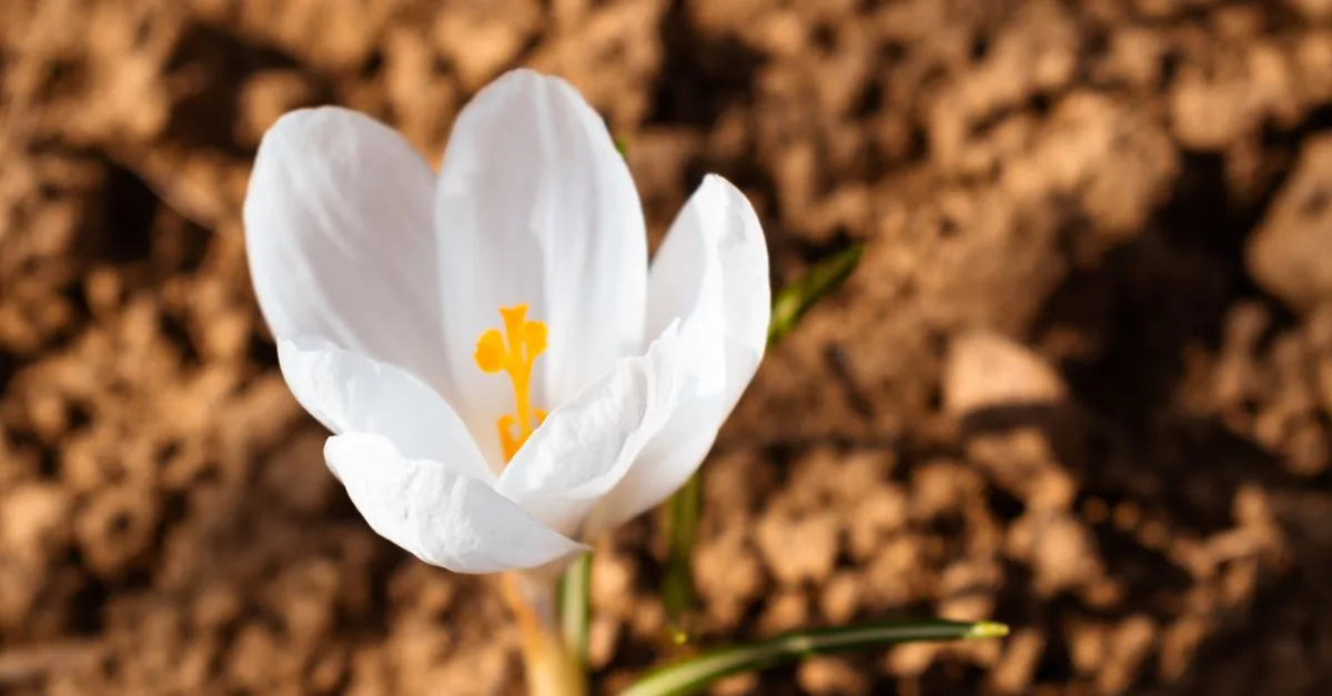 découvrez des fleurs adaptées aux sols argileux et humides : des variétés robustes pour embellir votre jardin malgré l’excès d’eau.