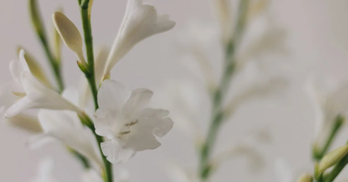 découvrez le glaïeul, une fleur élégante aux épis colorés, idéale pour embellir jardins et bouquets tout au long de l’été.