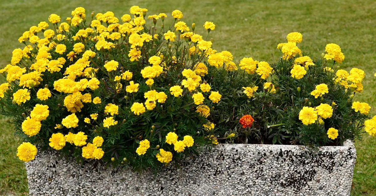 découvrez les meilleures fleurs vivaces rustiques pour jardinières extérieures : des variétés résistantes et colorées pour embellir votre balcon ou votre terrasse.