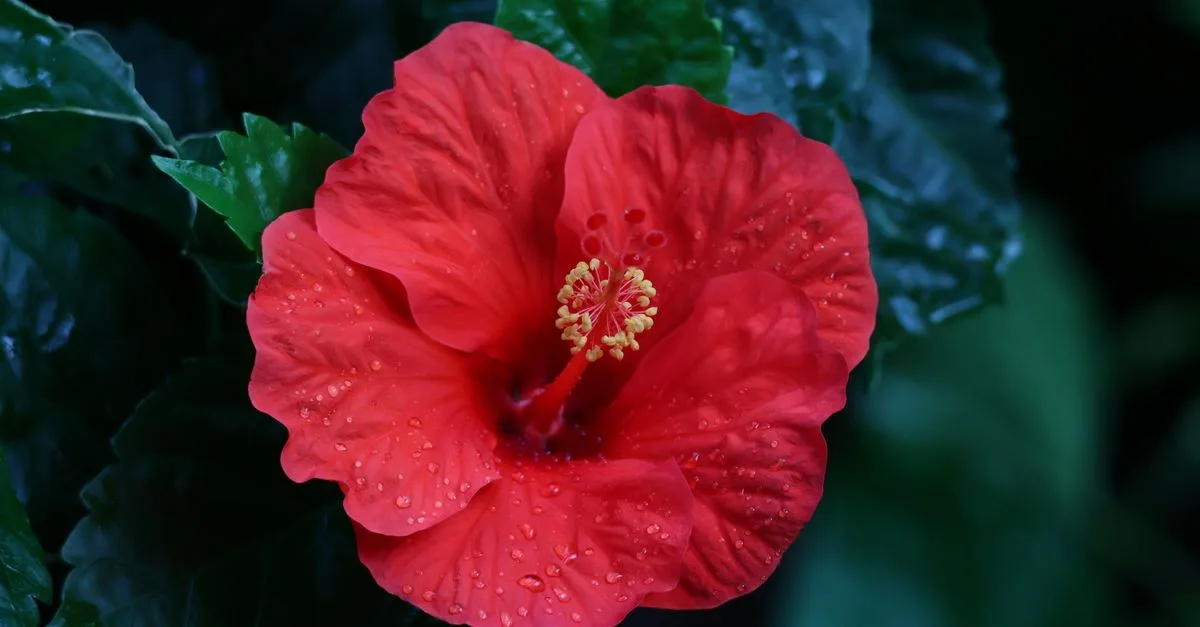 découvrez pourquoi les boutons de votre hibiscus tombent avant de s’ouvrir et comment corriger l’arrosage, l’éclairage et les conditions de culture.