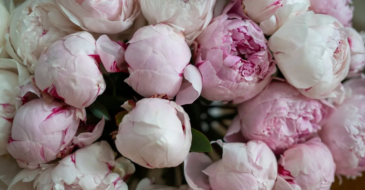 découvrez comment conserver vos pivoines fraîches plus longtemps grâce à des conseils simples pour prolonger leur beauté et leur parfum.