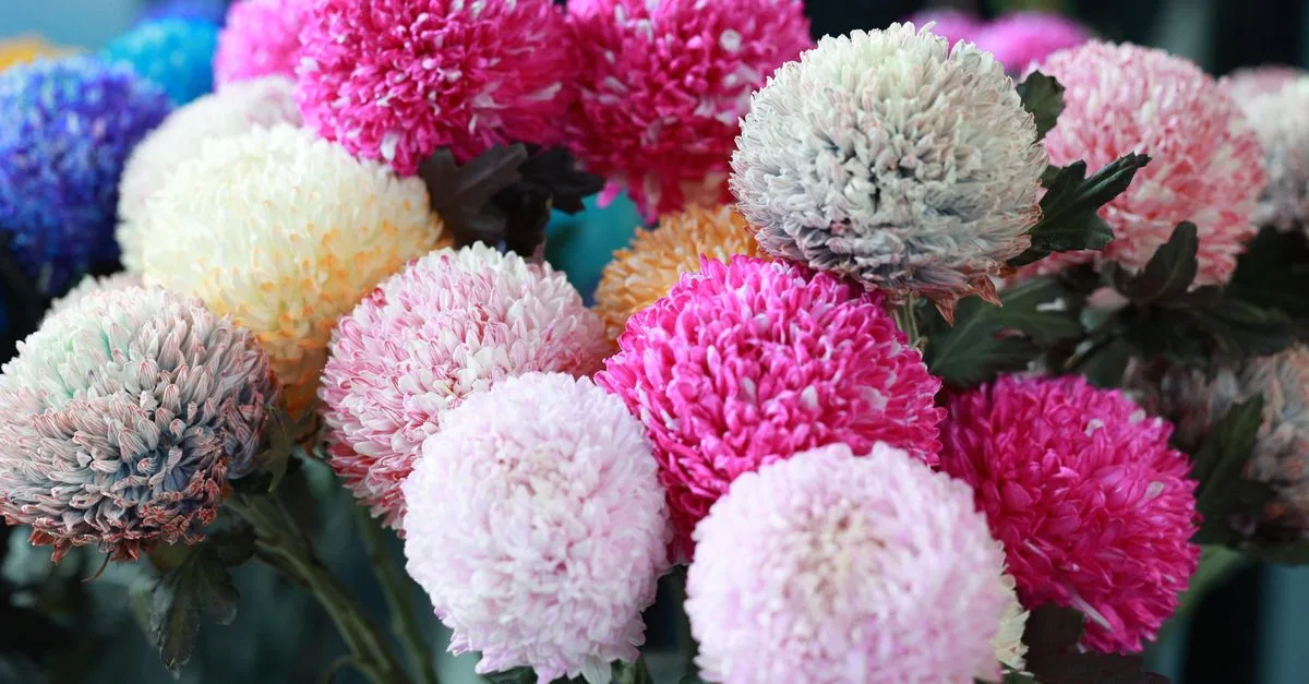 découvrez des fleurs coupées qui durent longtemps et profitez de bouquets frais et colorés plus longtemps grâce à nos conseils de choix et d’entretien.