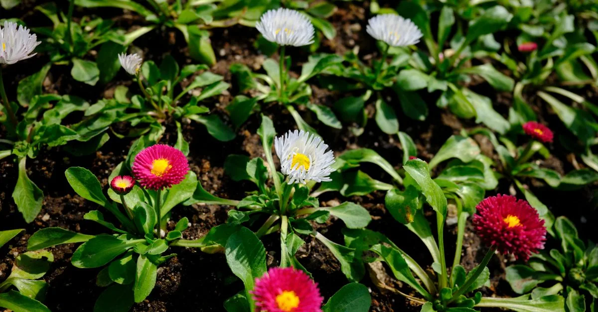 découvrez les meilleures fleurs vivaces faciles d’entretien pour un jardin coloré et florissant, avec peu d’arrosage et un minimum de soins.