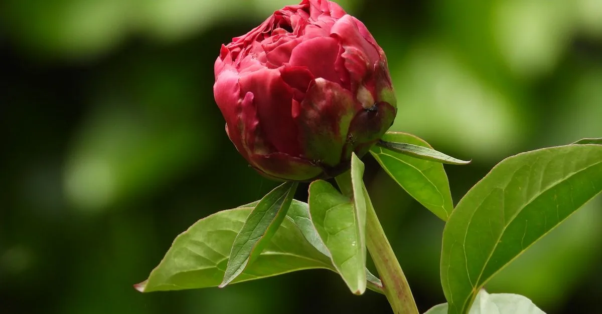 découvrez pourquoi les boutons de pivoines ne s’ouvrent pas et comment prévenir ce phénomène pour profiter d’une floraison abondante et éclatante.