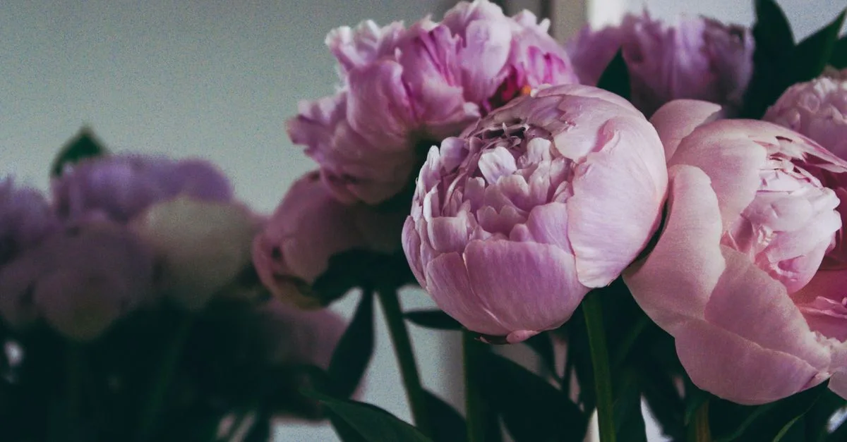 découvrez la signification de la pivoine et sa symbolique : amour, prospérité, honneur et messages associés à ses différentes couleurs.