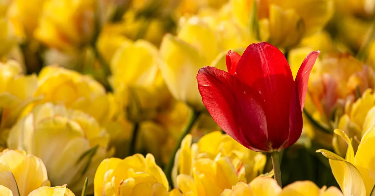 découvrez la signification des couleurs de tulipes : rouge, jaune, blanche ou rose, chacune exprime une émotion et un message particulier.