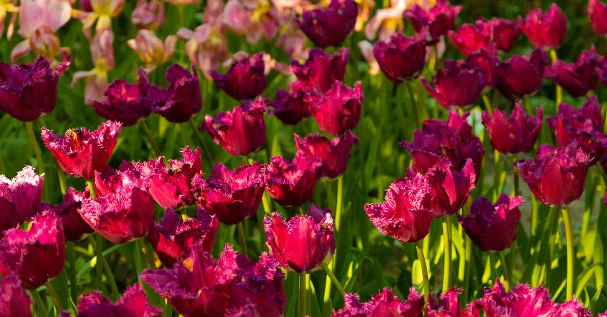 découvrez pourquoi les tulipes ne fleurissent pas la deuxième année et comment favoriser leur retour avec des soins adaptés.