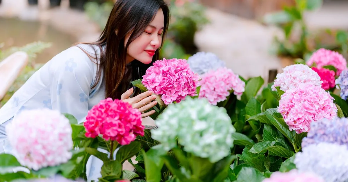 découvrez quand et comment supprimer les fleurs fanées des hortensias pour favoriser leur santé et préserver les boutons de l’année suivante.