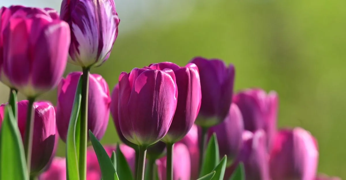 découvrez quand planter des bulbes de tulipes en pot, quelle période privilégier et comment les préparer pour profiter d’une belle floraison au printemps.