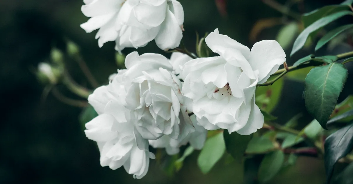 découvrez la signification des roses blanches : symbole de pureté, d’amour sincère et de nouveaux départs, elles transmettent un message délicat en toute occasion.