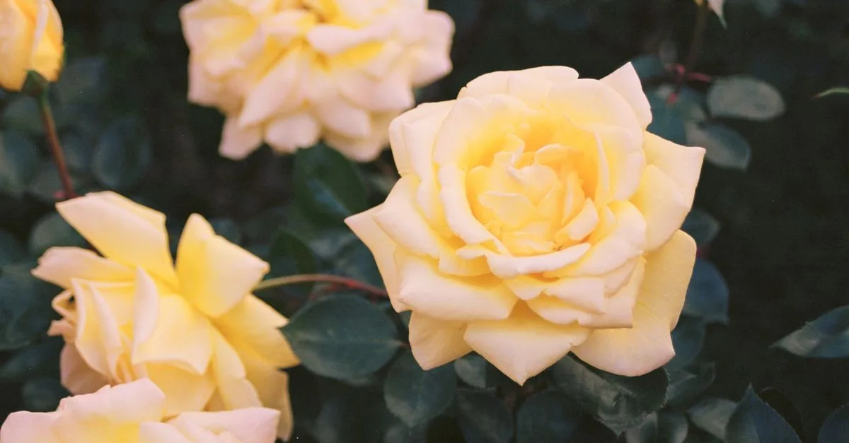 découvrez la rose jaune, symbole de joie et d’amitié, et laissez-vous séduire par sa couleur lumineuse et son charme intemporel.