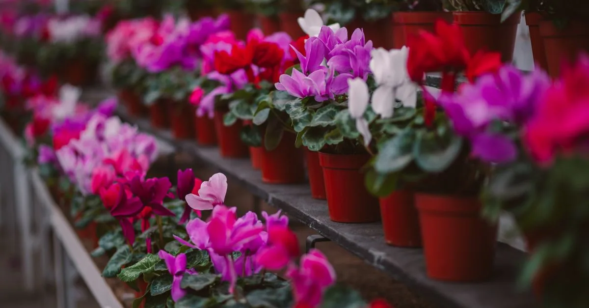 découvrez pourquoi les feuilles de votre cyclamen jaunissent et apprenez à corriger l’arrosage, la lumière et la température pour préserver sa santé.